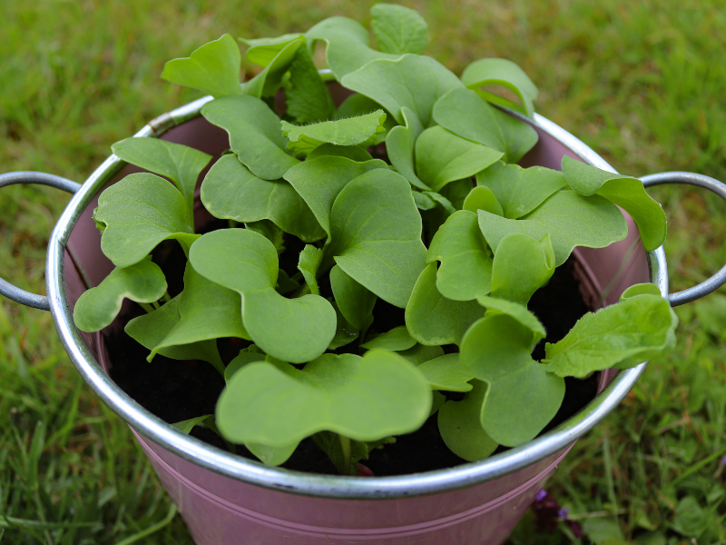 Radishes growing in a bucket